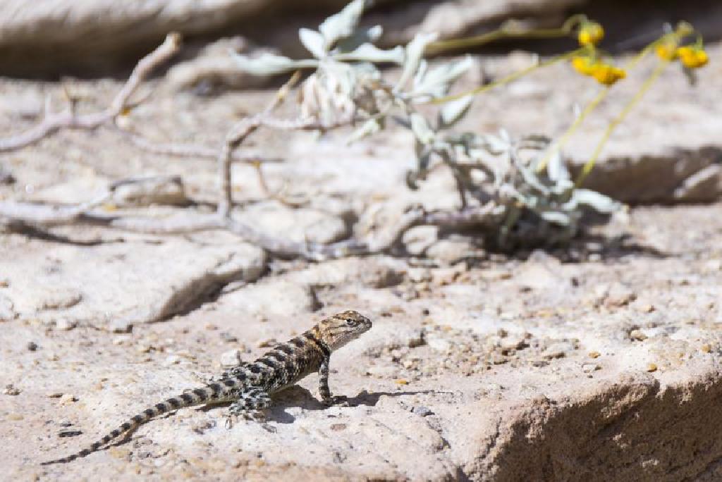 Apa Itu Herpetophobia Atau Takut Kepada Reptilia